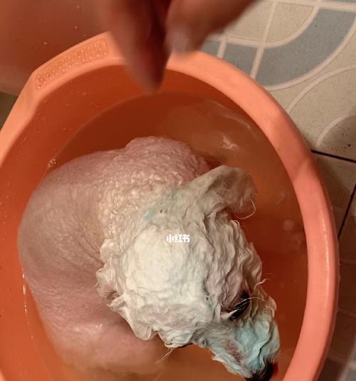 比熊的怀孕表现及注意事项（探讨比熊在怀孕期间的身体变化和护理要点）