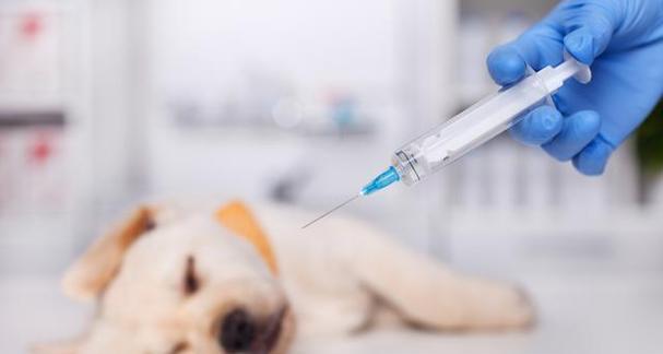 狗注射八联都疫防是保护犬只免受多种病毒威胁的关键（多种病毒威胁下，八联都疫防给犬只提供全面保护）