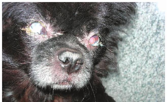犬瘟中晚期症状详解（了解犬瘟晚期症状，保护你的爱犬健康）