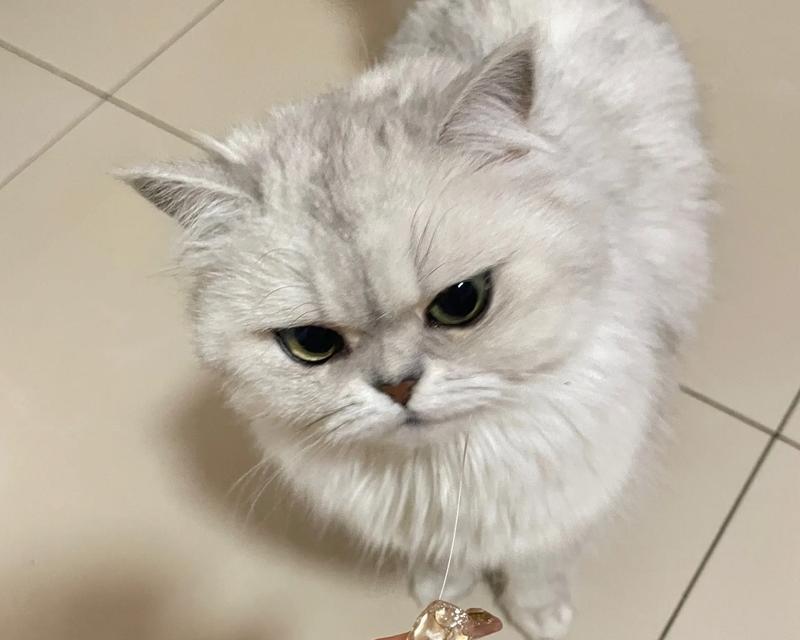 为什么猫咪会掉胡子？（胡子是猫咪的重要感知器官，它为什么会掉落？）