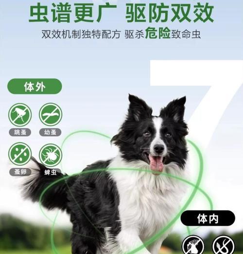 狗狗驱虫后的注意事项（保护宠物健康的关键措施）