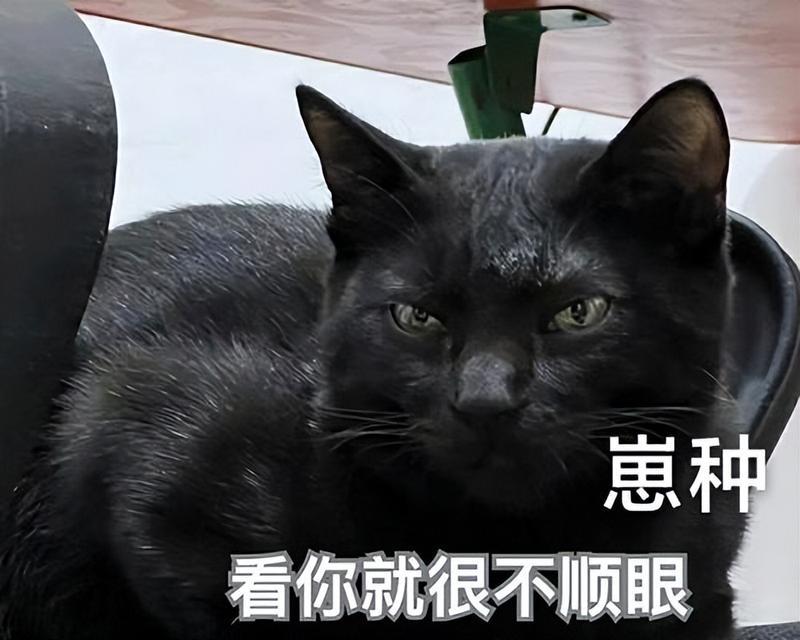养黑猫的不利之处（黑猫陪伴生活，也存在这些问题）