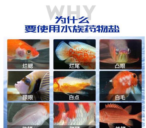 养热带鱼所需盐及其重要性（选择适合热带鱼生活的盐种类与使用方法）