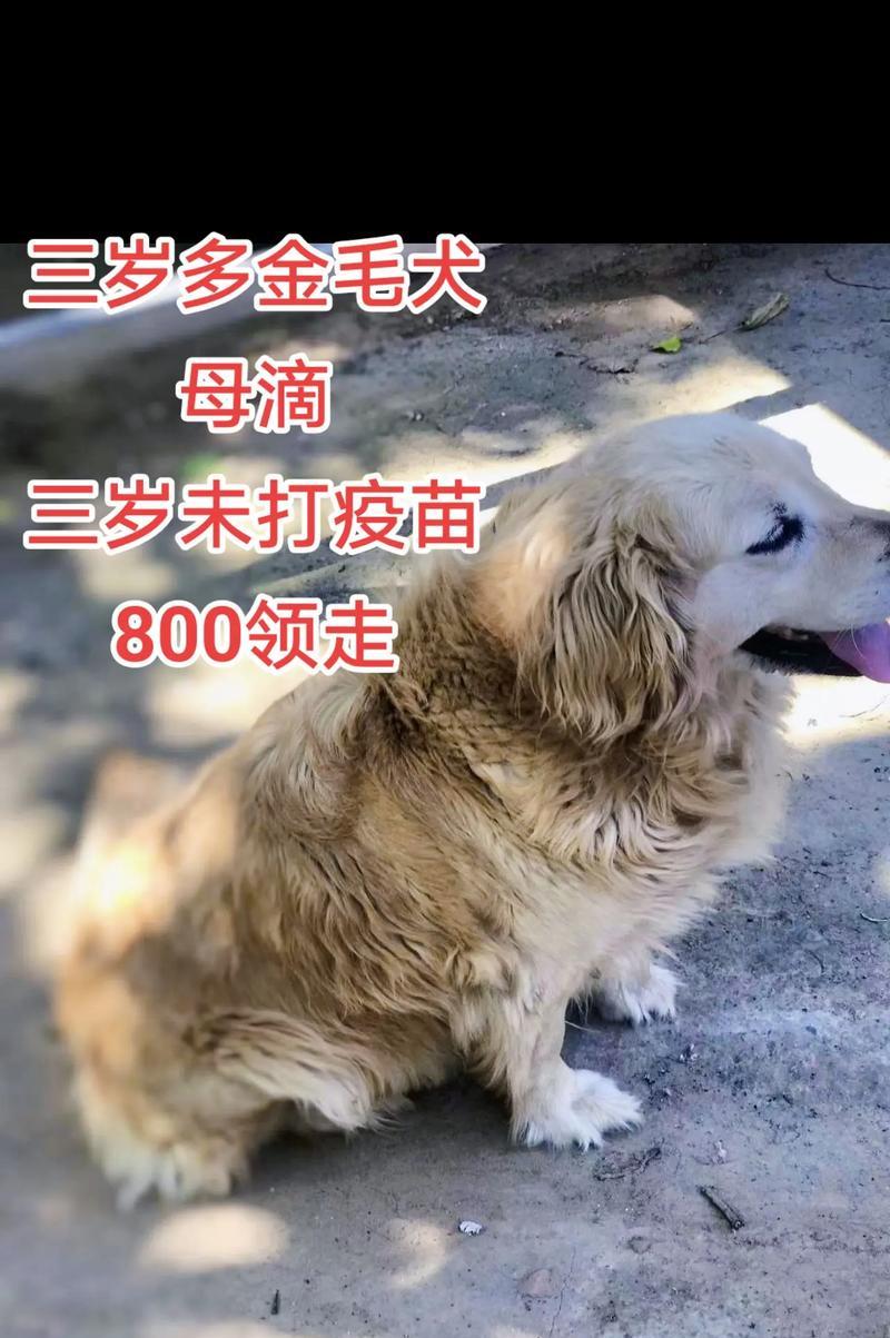一只可爱的金毛犬是怎么取名的（寻找一个适合金毛犬的名字）