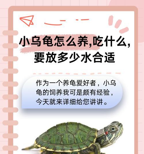 乌龟的适宜饲养物品选择（探索最佳饲养方式，让乌龟健康成长）