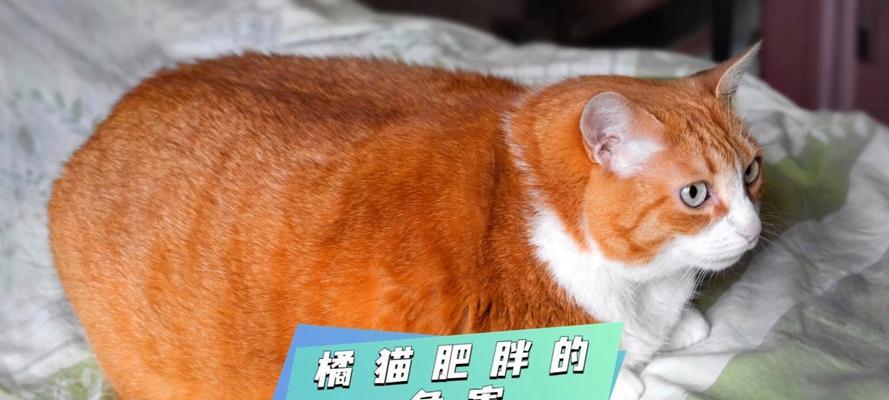 猫咪为什么要胖才好看？（探究胖猫之美，科学解读宠物猫肥胖的原因）