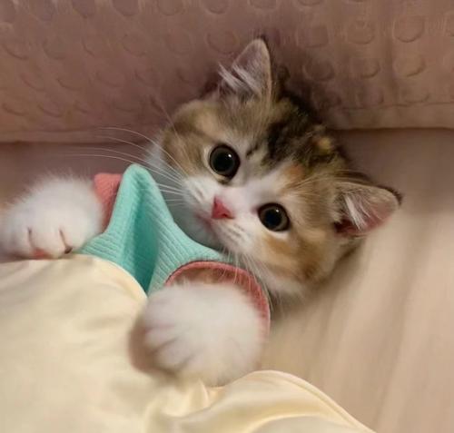 如何正确喂养一个月大的猫（营养均衡的饮食是关键）