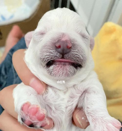 狗的弟弟（探索狗的弟弟的独特个性与特点）