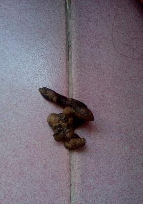 泰迪狗肠胃炎后喂养指南（症状、饮食及护理要点一网打尽）