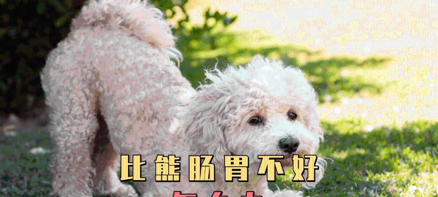 小比熊三个月内忌食的食物（了解小比熊的饮食禁忌，守护它的健康）