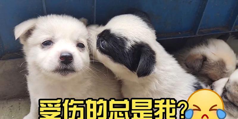 狗狗为什么一直咬他的毛？（了解狗狗咬毛背后的原因及解决方法）