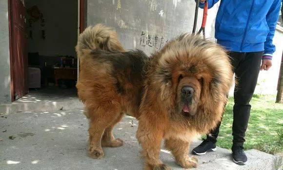 以藏獒配种40天的成长和变化（一窥藏獒从出生到40天的美丽蜕变）