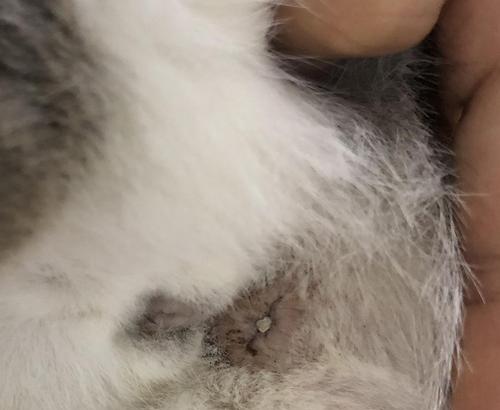 探索猫身上白色物质的奥秘（白色物质的成分、作用与处理方法）