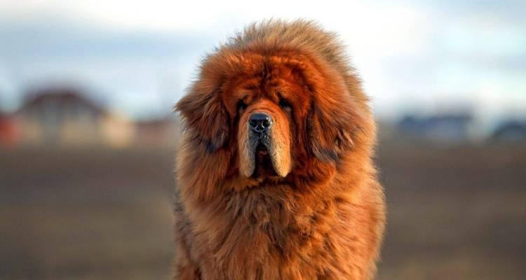 混血犬之美——藏獒金毛杂交狗（探索纯种与混血之美，藏獒金毛杂交狗的魅力）