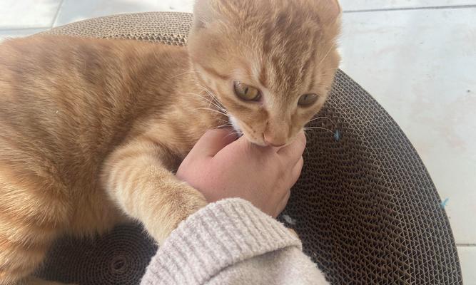 猫咪的摸咬行为解析（揭秘猫咪摸着就咬人的原因及解决方法）