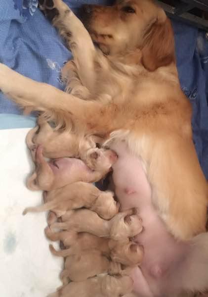 犬的怀孕周期（了解犬只怀孕周期对繁殖和养育的重要性）