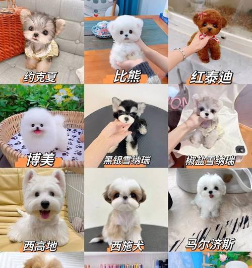 购买宠物狗，你需要注意什么？（宠物店购狗攻略，让你的选择更明智）
