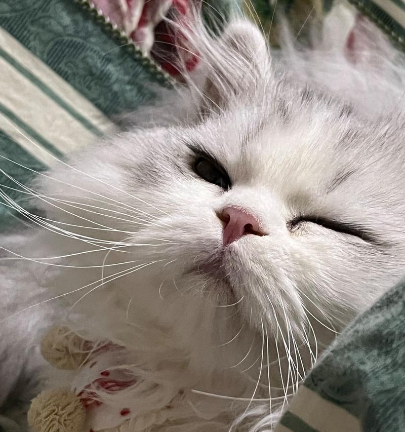 揭秘猫咪泪痕之谜（猫咪泪痕的原因及处理方法）