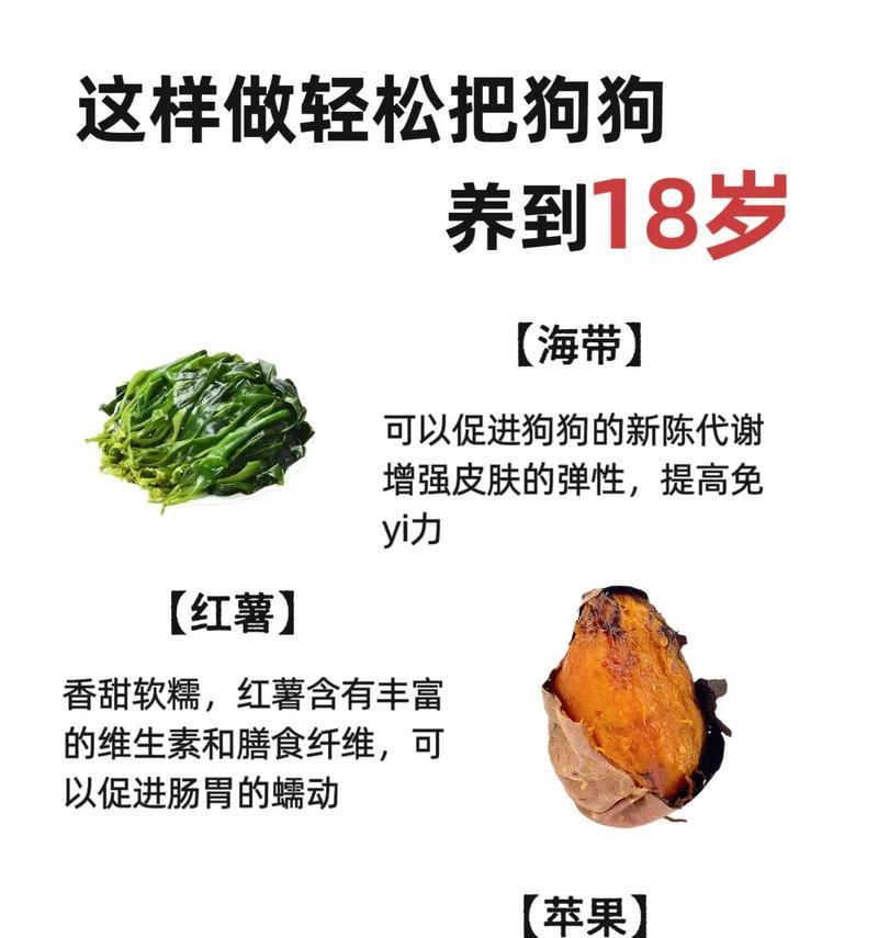 小狗的辅食选择与注意事项（为你的小狗提供健康营养的辅食饮食方案）