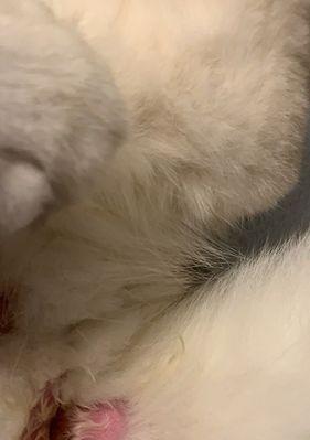 猫为什么会以拖屁股？（了解猫拖屁股的原因及解决方法）