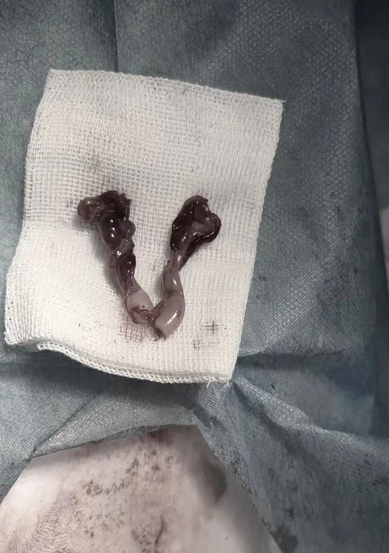 母狗绝育（解读母狗绝育手术及其重要性）
