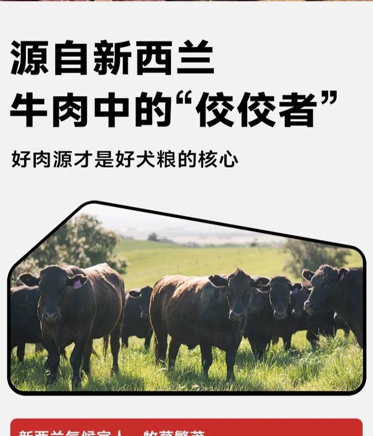 挑食的比熊该吃什么？（满足你家宠物的美食需求）