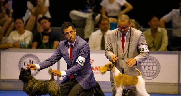 探索国际犬类大赛的魅力与竞争（狗狗们的完美展示——国际犬类大赛的盛况与争议）