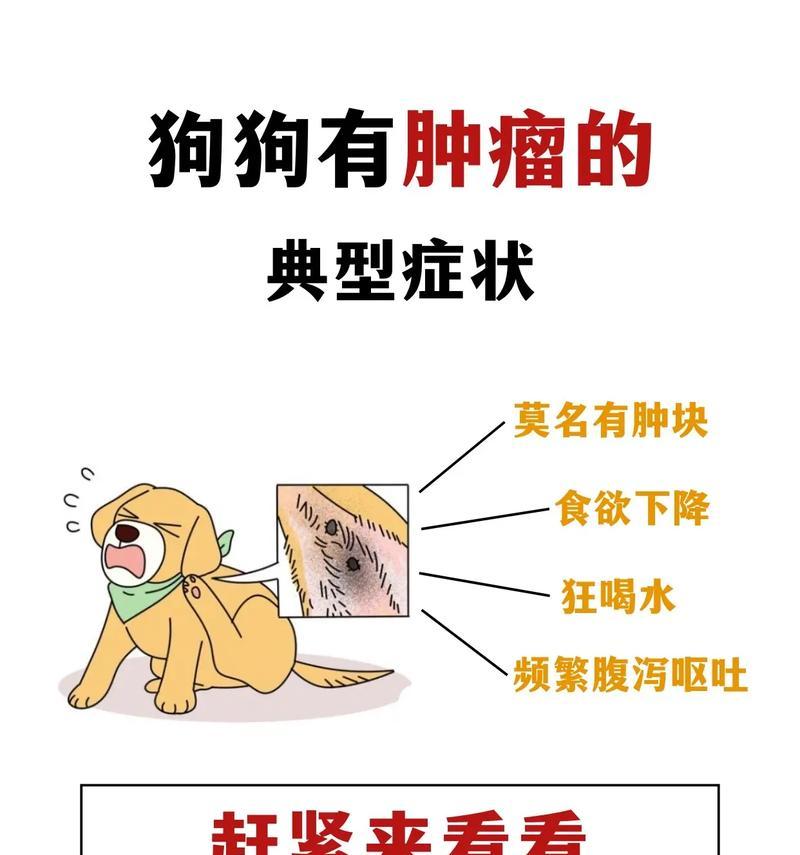 狗狗肿瘤（为什么狗狗容易得肿瘤？应该如何处理？）