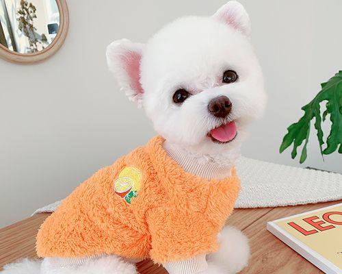 雪纳瑞喜欢吃的水果是什么？（探寻雪纳瑞周岁喜欢的水果种类）