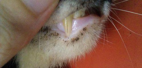 老猫尿频的原因及应对方法（解读老猫尿频的原因，提供有效的应对方法）
