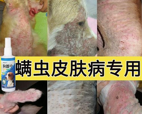 治疗泰迪狗螨虫感染的有效药物（选择合适的药物来解决泰迪狗螨虫问题）