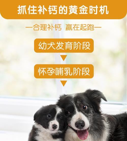 金毛产后缺钙怎么办？（为你的金毛补钙提供有效的食物选择）