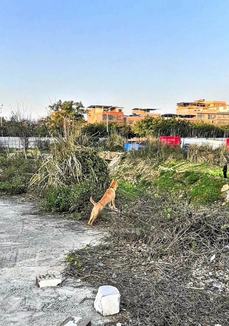 中华田园犬的魅力与特点（传承千年的优秀品种，中华田园犬引领宠物新潮流）