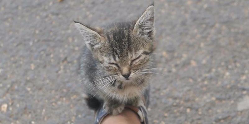 野猫不怕人的原因解析（探究为何有些野猫对人类友善）