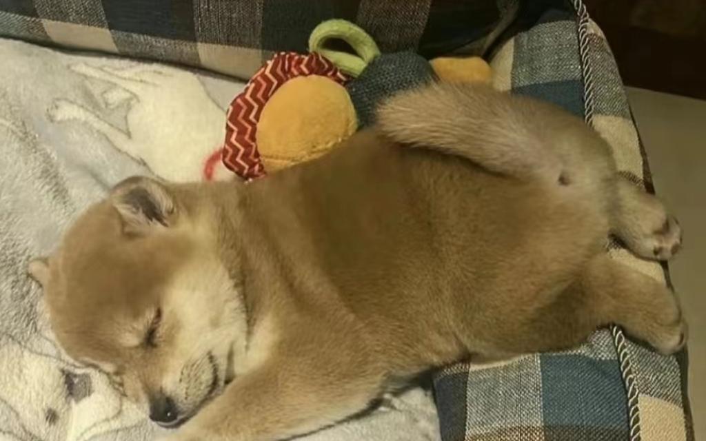了解狗尿道炎的原因和治疗方法（以狗为例，探讨尿道炎的症状、预防和处理方式）