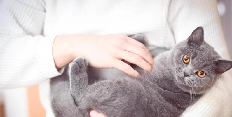为什么猫喜欢爬床？（探索猫咪对床的喜爱原因）