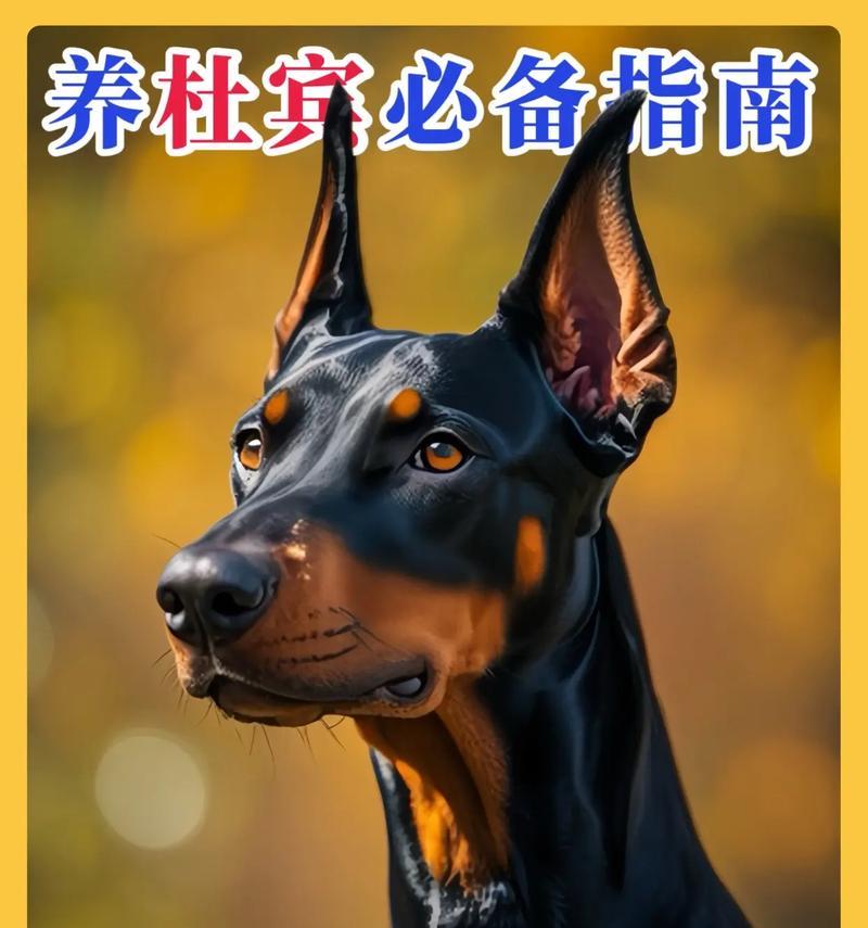 杜宾犬的立耳（探究杜宾犬立耳现象的原因与影响）