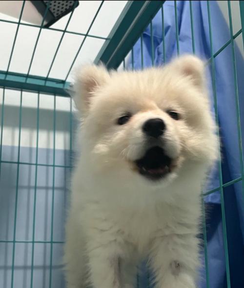 萨摩耶犬为什么容易患病？（探究萨摩耶犬易患病的原因及预防措施）