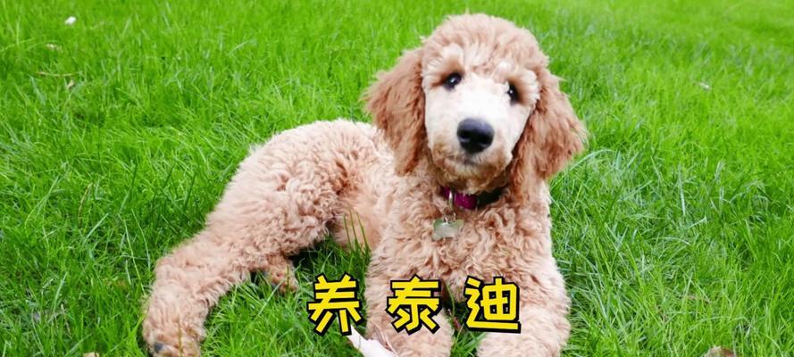 泰迪为什么总是流眼泪？（探索泰迪流眼泪的原因及解决办法）