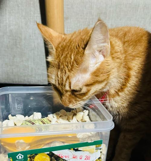 猫传腹的治疗方法及药物选择（了解猫传腹，掌握适宜的药物治疗）