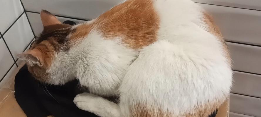 揭秘猫毛之谜（探索猫毛柔软的原因及其关键因素）