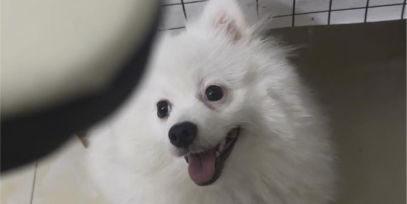 狗狗为什么如此黏人？（探寻狗狗与人类亲密关系的秘密）