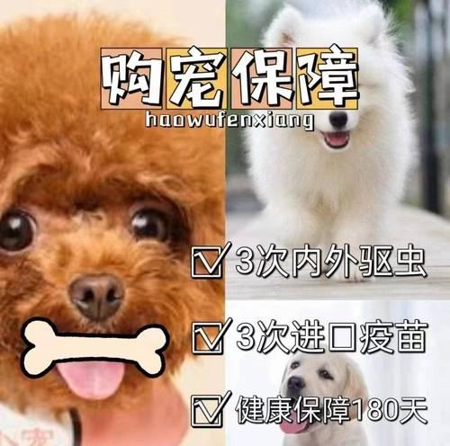 养一只雪拉瑞小狗的注意事项（了解关键信息，给小狗提供良好环境）