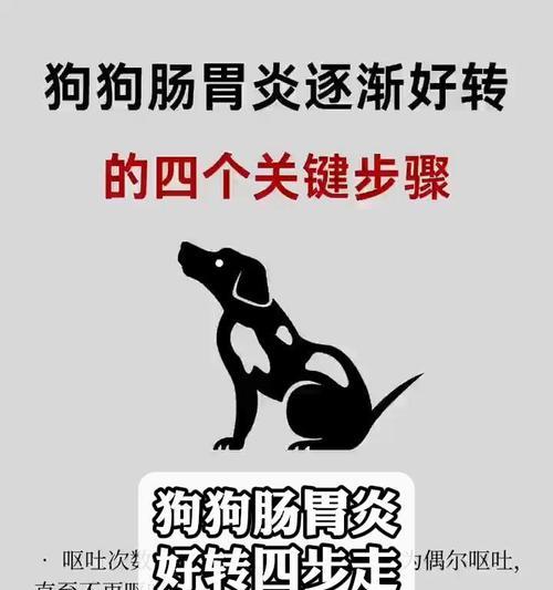 了解狗狗肠炎，守护宠物健康（预防措施和治疗方法一览）