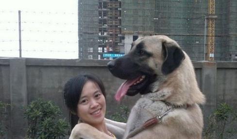 探索狗的最大特点（以狗最大的特点为主题，探寻其忠诚本质）