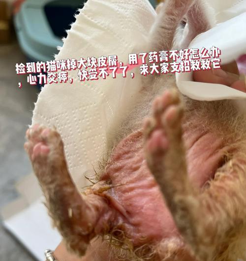 小猫吃完药声音为什么变了？（探究小猫吃药后声音改变的原因及解决方法）