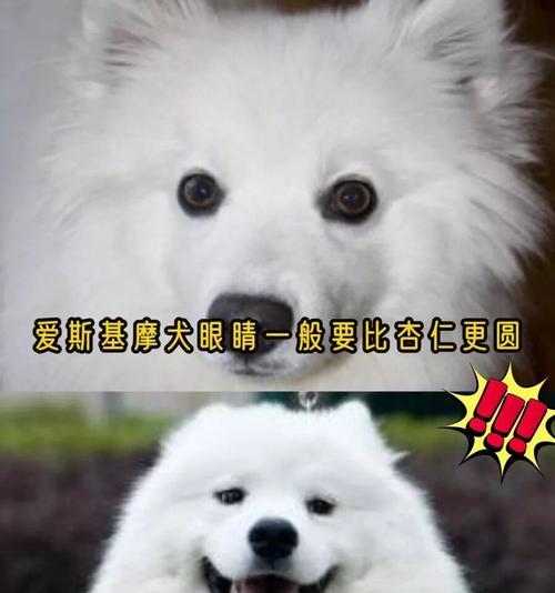 萨摩耶犬——美丽与忠诚并存的伴侣（了解萨摩耶犬的特点、品性和适用领域）