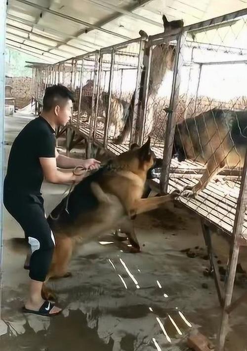 抱回家的狗狗要注意的事项（如何确保从狗场抱回来的狗狗的健康与幸福）