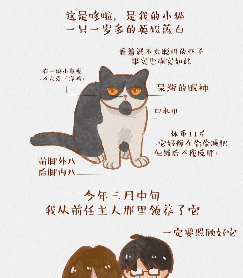 寻找一个适合小猫的好听名字（探索美丽而独特的名字，为小猫选择一个合适的称号）