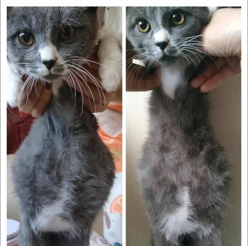 探究猫传腹的原因及影响（猫传腹现象解析，为什么会发生？）